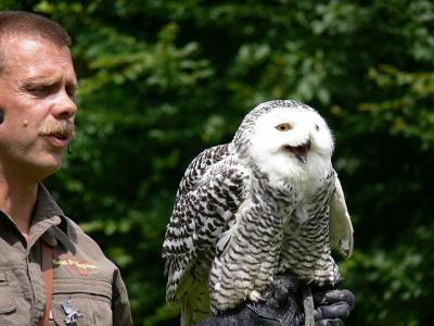 hedwig